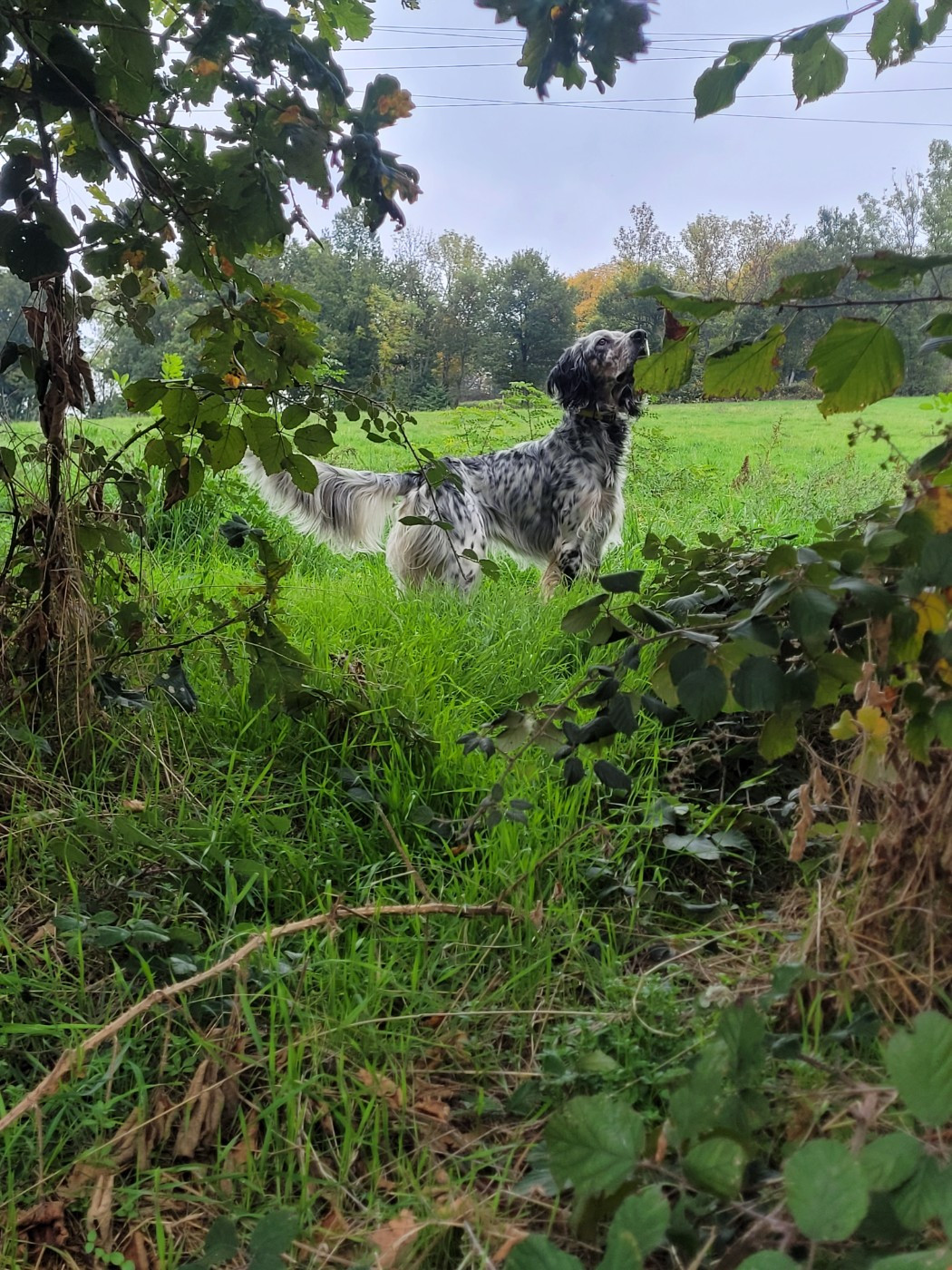 Publication : Du Ruisseau Des Sapins Auteur : Elevage du Ruisseau des Sapins