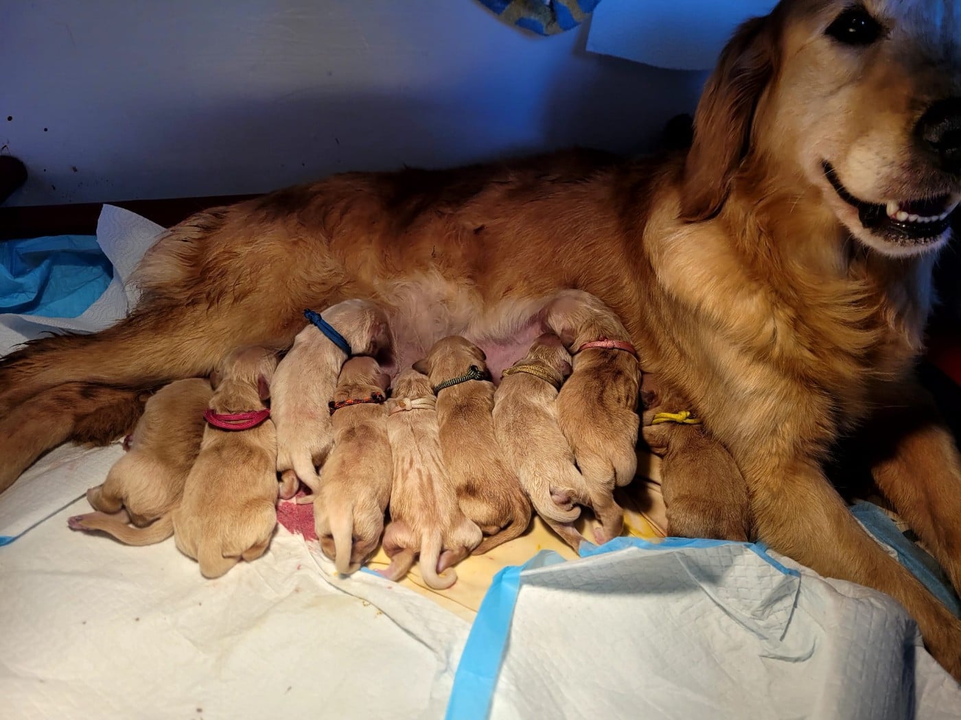 CHIOT FEU - Golden Retriever