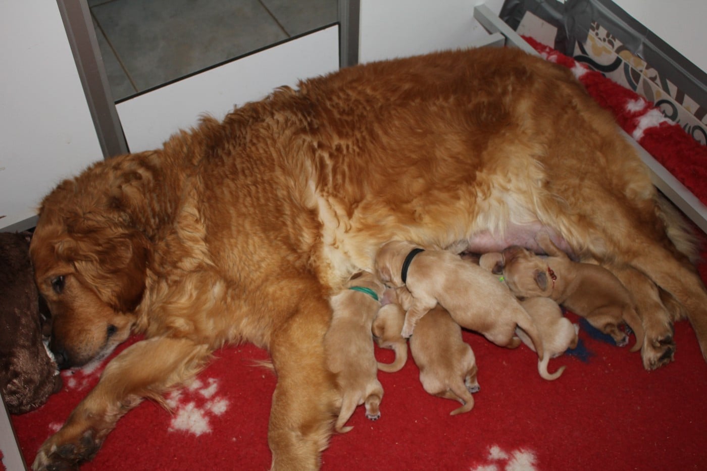 CHIOT Rose - Golden Retriever