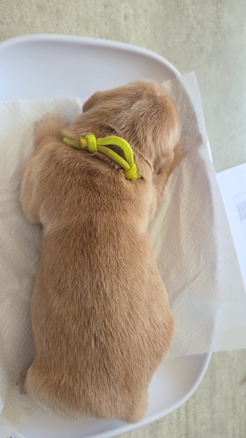 CHIOT JAUNE - Golden Retriever