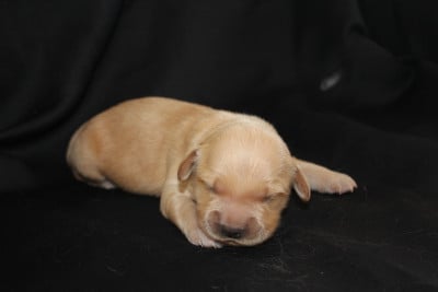 Les chiots de Golden Retriever