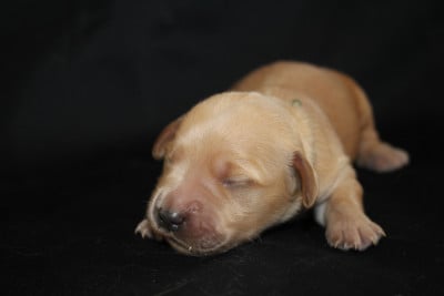 Les chiots de Golden Retriever