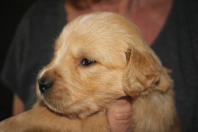 Les chiots de Golden Retriever