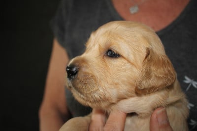 Les chiots de Golden Retriever