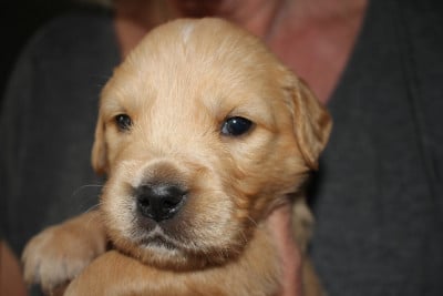 Les chiots de Golden Retriever