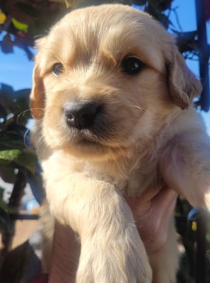 Les chiots de Golden Retriever