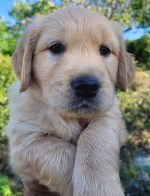 Les chiots de Golden Retriever