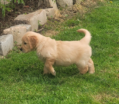 Les chiots de Golden Retriever