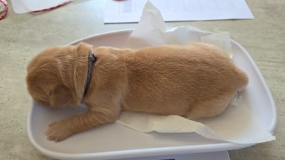 Les chiots de Golden Retriever