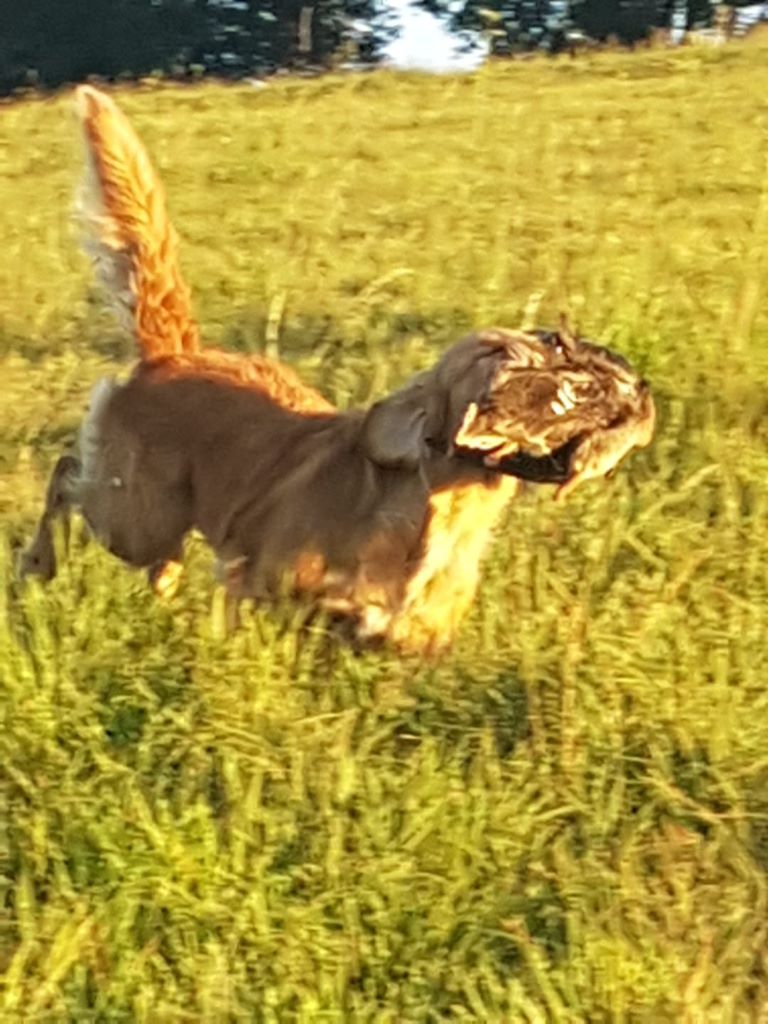 Neska Du Ruisseau Des Sapins - TAN et Selectif B