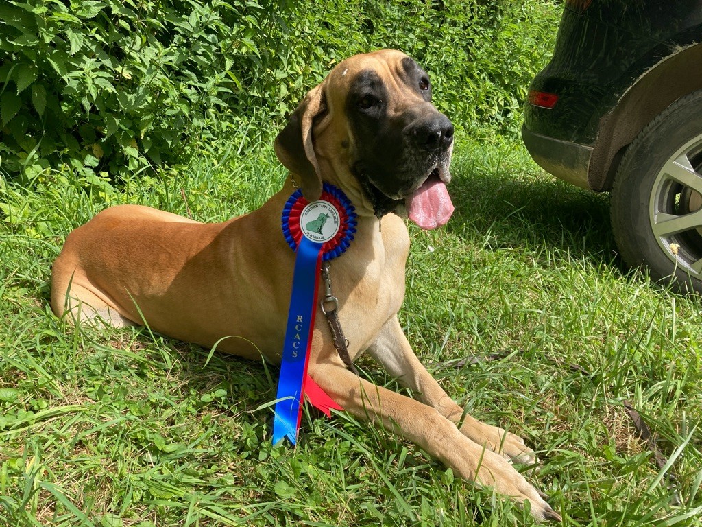 Petrouchka De La Charme Aux Lièvres - Excellent - RCACS