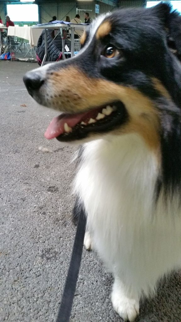 Just jaguar des dolmens d'An Arvor - Très Bon / 28 chiens