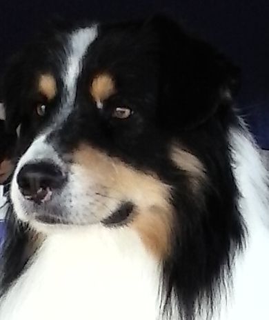 Just jaguar des dolmens d'An Arvor - Excellent NC (Classe ouvert Mâle : 26 chiens)