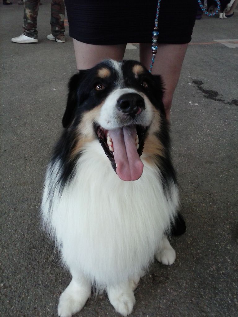 Just jaguar des dolmens d'An Arvor - Trés Bon (classe Ouverte Mâle : 75 chiens)