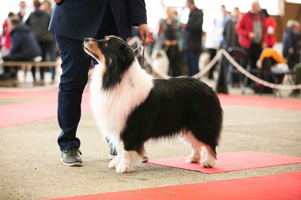 Just jaguar des dolmens d'An Arvor - Trés Bon (NC: classe ouverte mâle : 73 inscrits