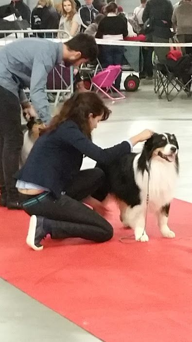 Just jaguar des dolmens d'An Arvor - Excellent NC (Classe ouvert Mâle : 8/16 chiens)