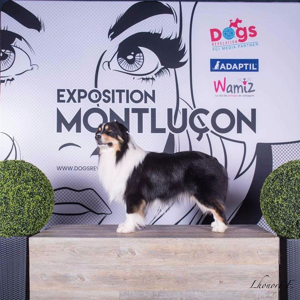 Just jaguar des dolmens d'An Arvor - Excellent non classé / 24 chiens