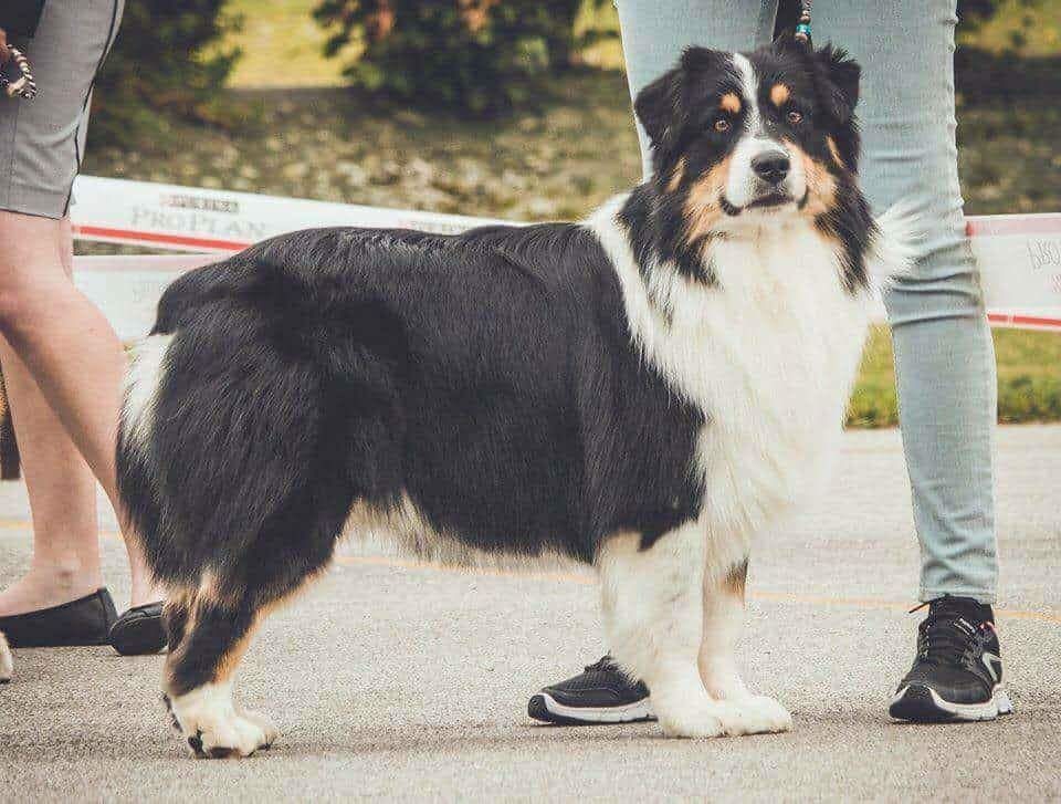 Just jaguar des dolmens d'An Arvor - 4e Excellent Classe Ouverte Mâle / 7 chiens