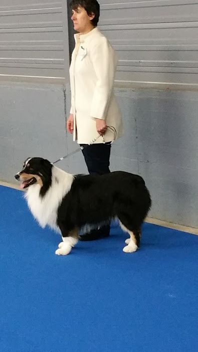 Just jaguar des dolmens d'An Arvor - Trés Bon (classe Ouverte Mâle : 15 chiens)