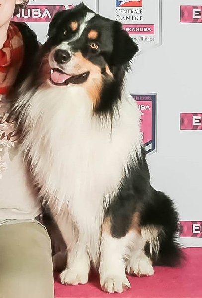 Just jaguar des dolmens d'An Arvor - 3ème Excellent