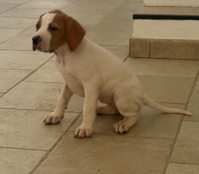 Les chiots de Pointer