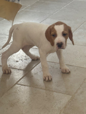 Les chiots de Pointer