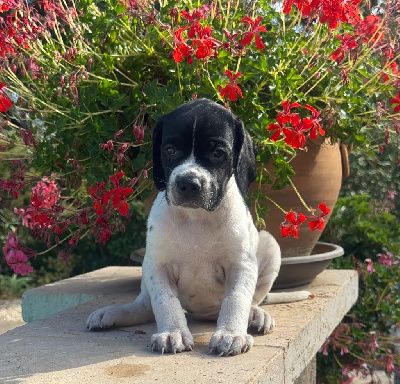 Les chiots de Pointer