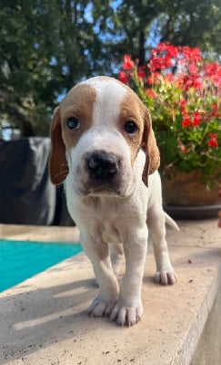 Les chiots de Pointer