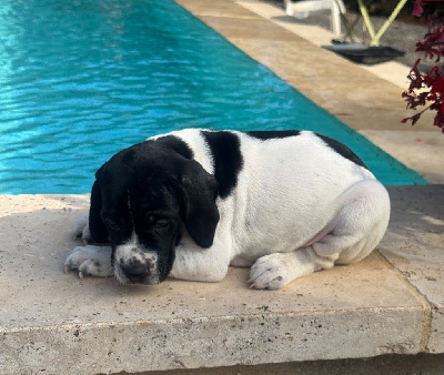 Les chiots de Pointer