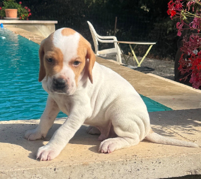 Les chiots de Pointer