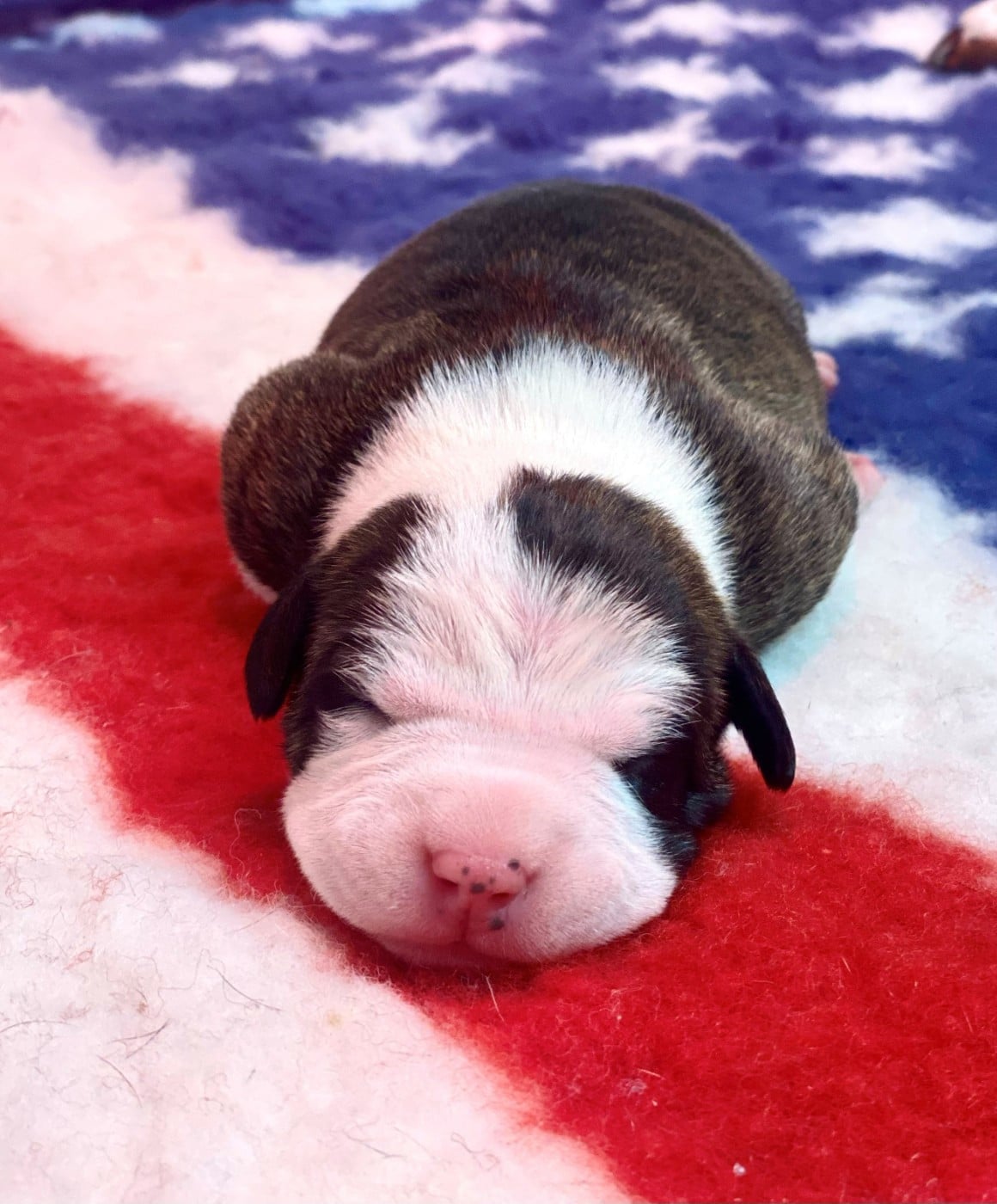CHIOT 1
