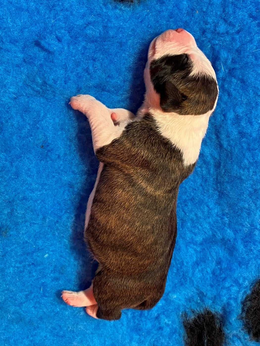 CHIOT 1