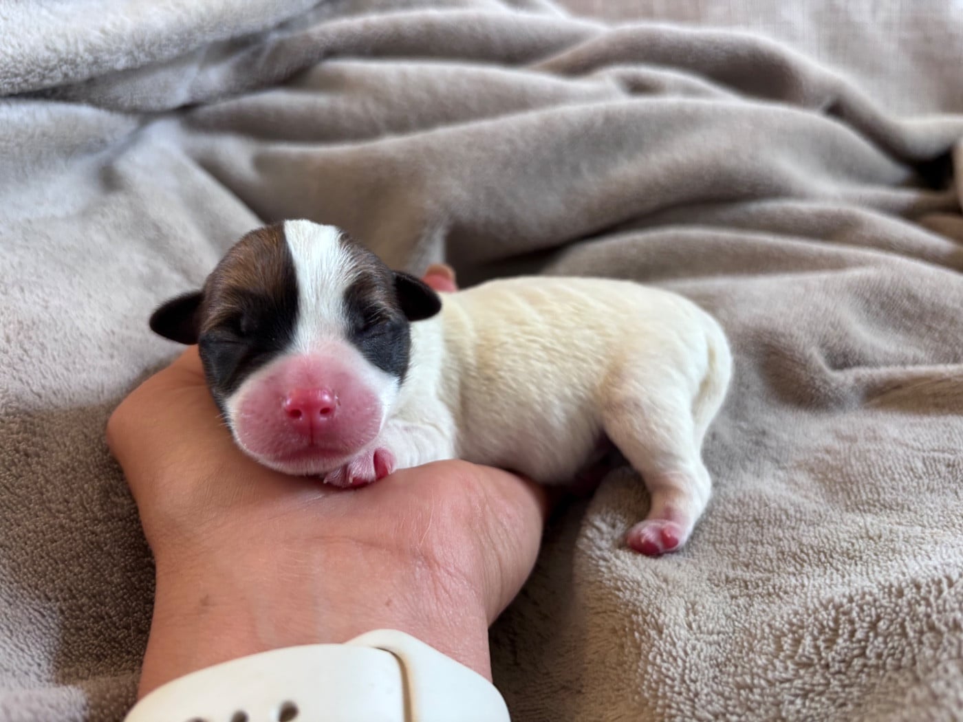 Jack Russell Terrier - des Douces Merveilles