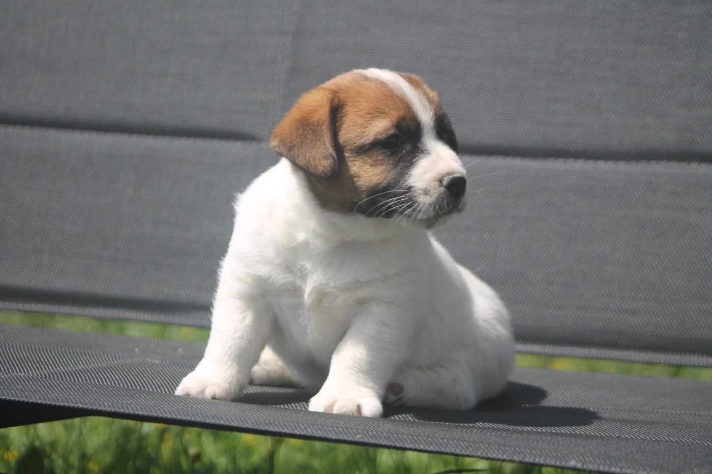 Jack Russell Terrier - des Douces Merveilles