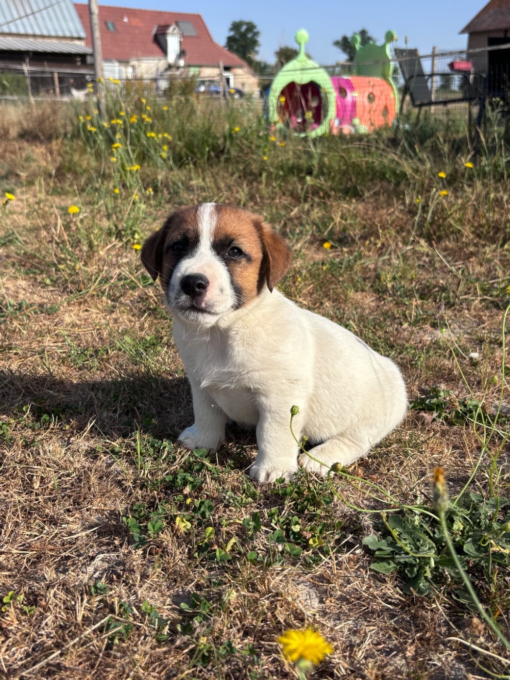 Jack Russell Terrier - des Douces Merveilles