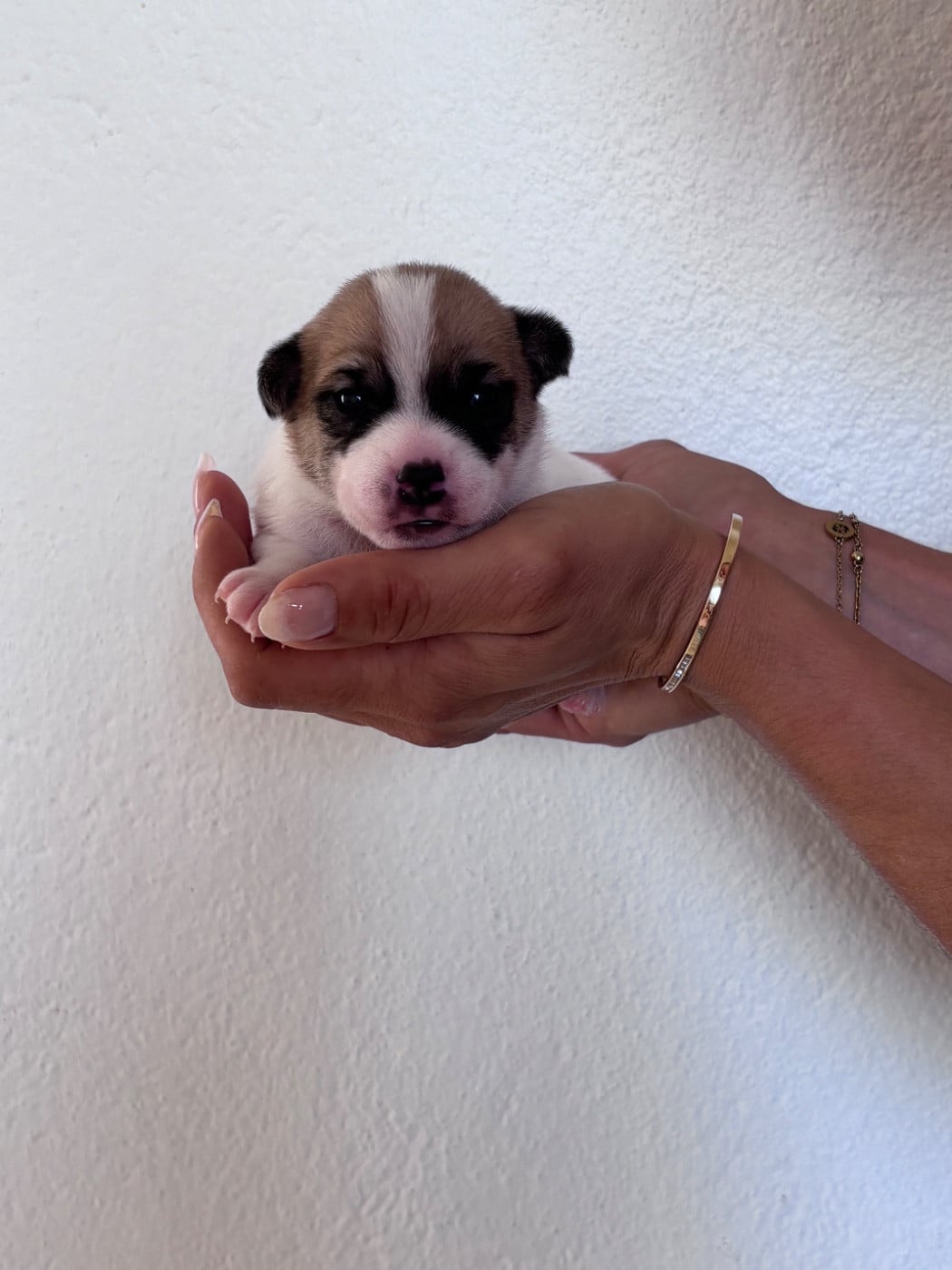 mâle fauve et blanc - Jack Russell Terrier