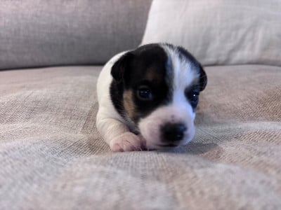 Les chiots de Jack Russell Terrier