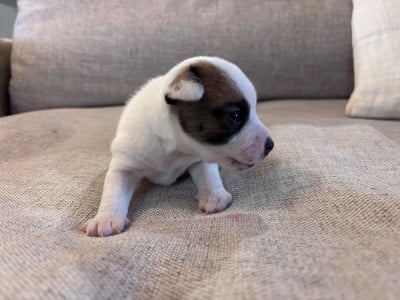 Les chiots de Jack Russell Terrier