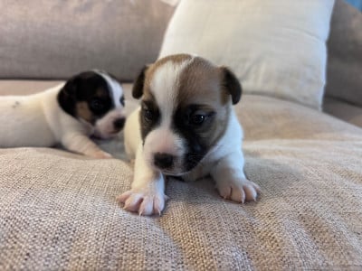 Les chiots de Jack Russell Terrier