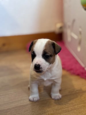 Les chiots de Jack Russell Terrier