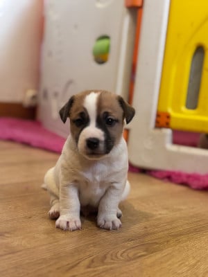 Les chiots de Jack Russell Terrier