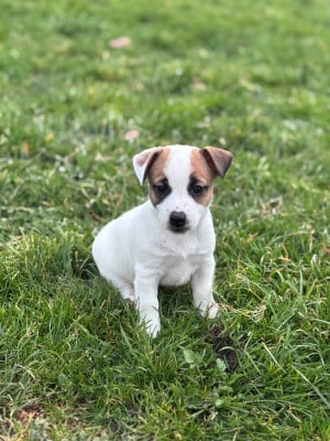 Les chiots de Jack Russell Terrier