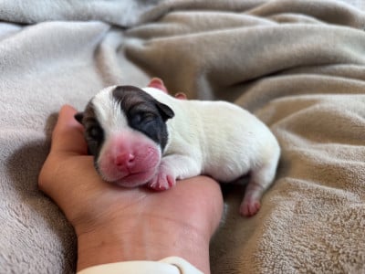 Les chiots de Jack Russell Terrier