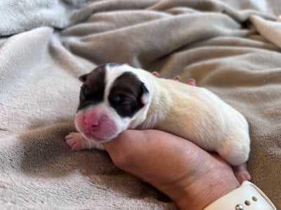 Les chiots de Jack Russell Terrier