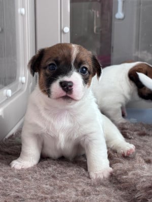 Les chiots de Jack Russell Terrier