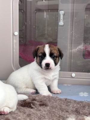 Les chiots de Jack Russell Terrier