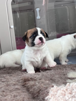 Les chiots de Jack Russell Terrier