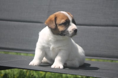 Les chiots de Jack Russell Terrier