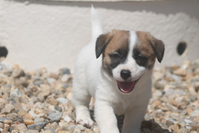 Les chiots de Jack Russell Terrier