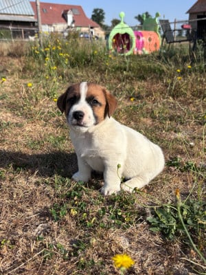 Les chiots de Jack Russell Terrier